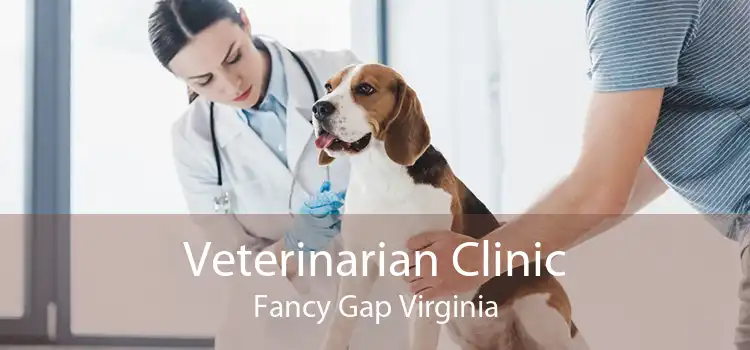 Veterinarian Clinic Fancy Gap Virginia