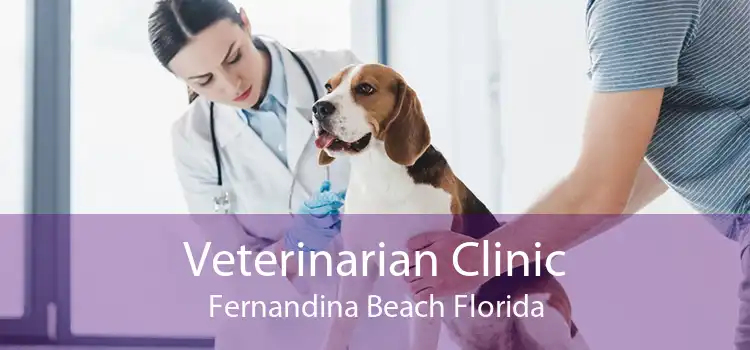 Veterinarian Clinic Fernandina Beach Florida