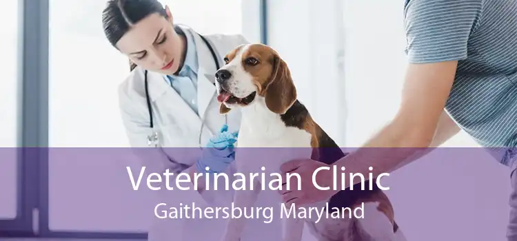 Veterinarian Clinic Gaithersburg Maryland