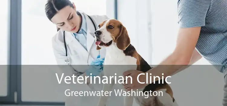 Veterinarian Clinic Greenwater Washington