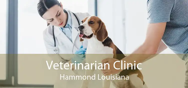 Veterinarian Clinic Hammond Louisiana
