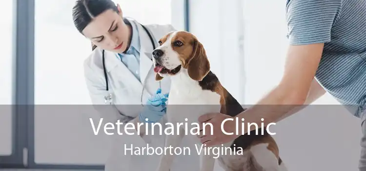 Veterinarian Clinic Harborton Virginia
