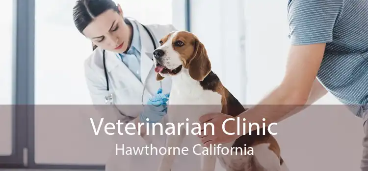 Veterinarian Clinic Hawthorne California