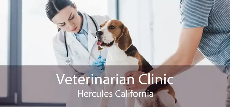 Veterinarian Clinic Hercules California