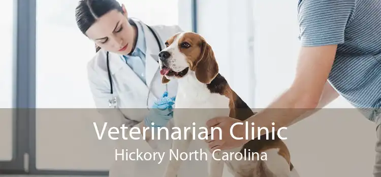 Veterinarian Clinic Hickory North Carolina