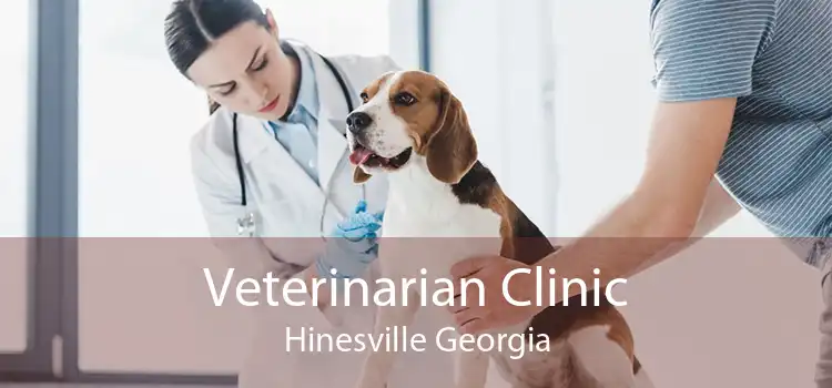 Veterinarian Clinic Hinesville Georgia