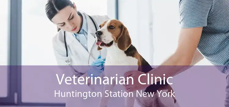 Veterinarian Clinic Huntington Station New York