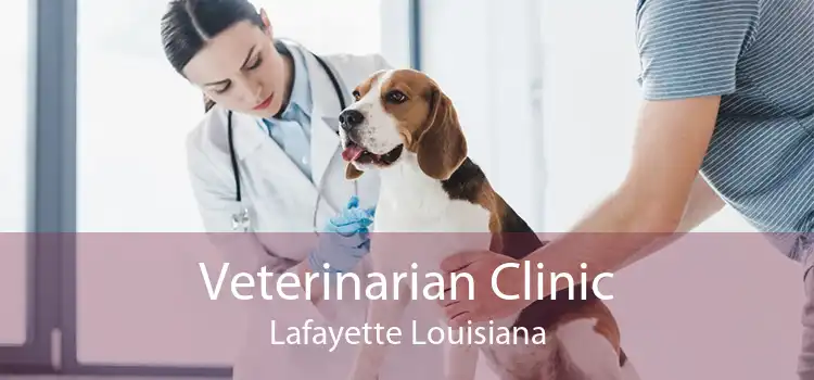 Veterinarian Clinic Lafayette Louisiana