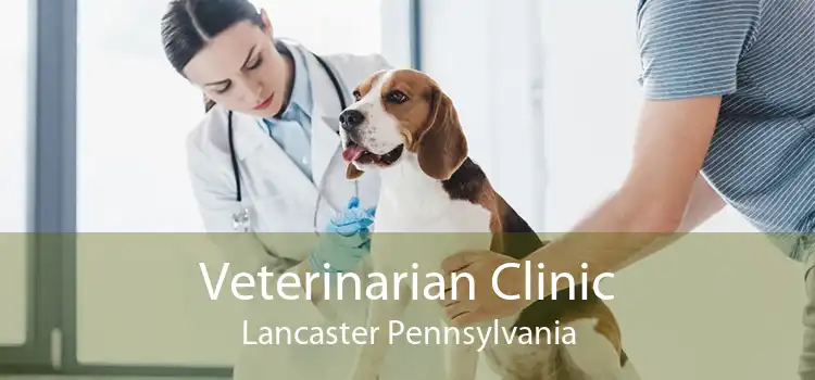 Veterinarian Clinic Lancaster Pennsylvania