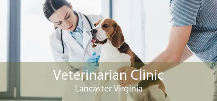 Veterinarian Clinic Lancaster Virginia
