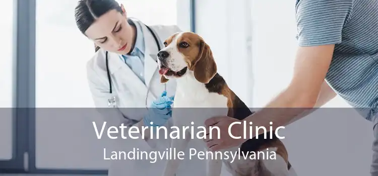 Veterinarian Clinic Landingville Pennsylvania