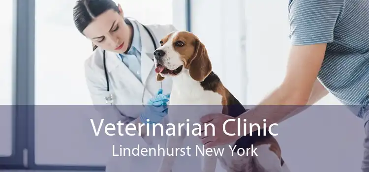 Veterinarian Clinic Lindenhurst New York