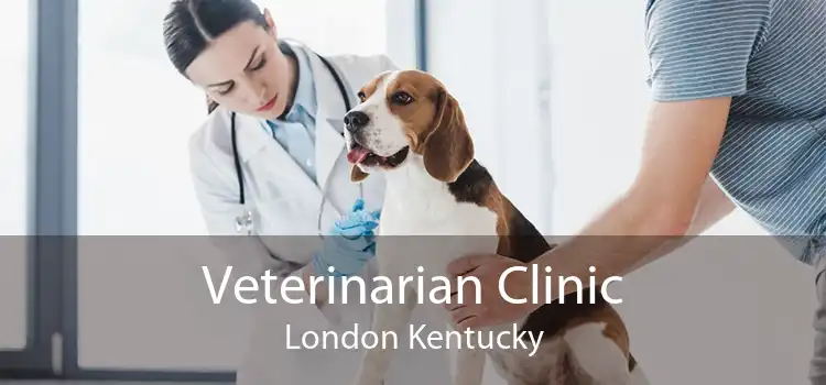 Veterinarian Clinic London Kentucky