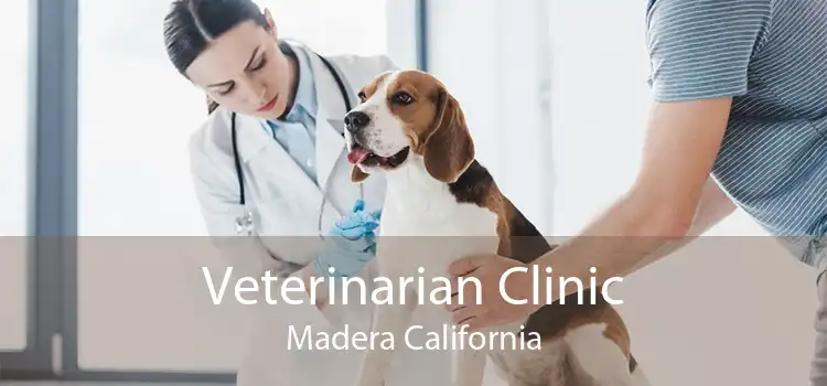 Veterinarian Clinic Madera California