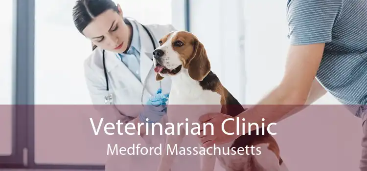 Veterinarian Clinic Medford Massachusetts