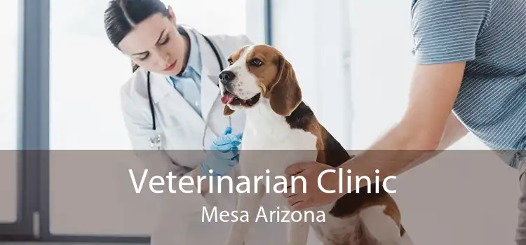 Veterinarian Clinic Mesa Arizona