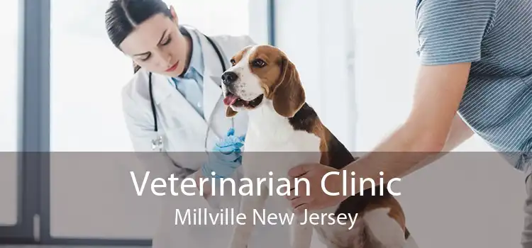 Veterinarian Clinic Millville New Jersey