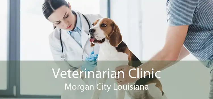 Veterinarian Clinic Morgan City Louisiana