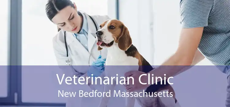 Veterinarian Clinic New Bedford Massachusetts