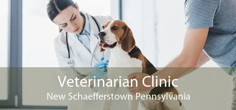 Veterinarian Clinic New Schaefferstown Pennsylvania