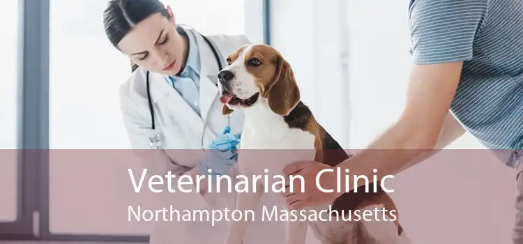 Veterinarian Clinic Northampton Massachusetts
