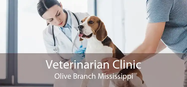 Veterinarian Clinic Olive Branch Mississippi