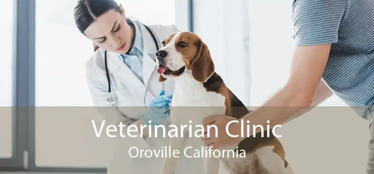 Veterinarian Clinic Oroville California