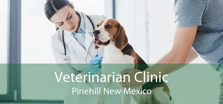 Veterinarian Clinic Pinehill New Mexico