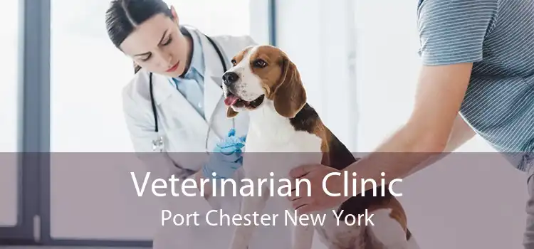 Veterinarian Clinic Port Chester New York