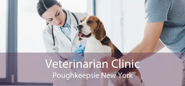 Veterinarian Clinic Poughkeepsie New York