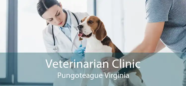 Veterinarian Clinic Pungoteague Virginia
