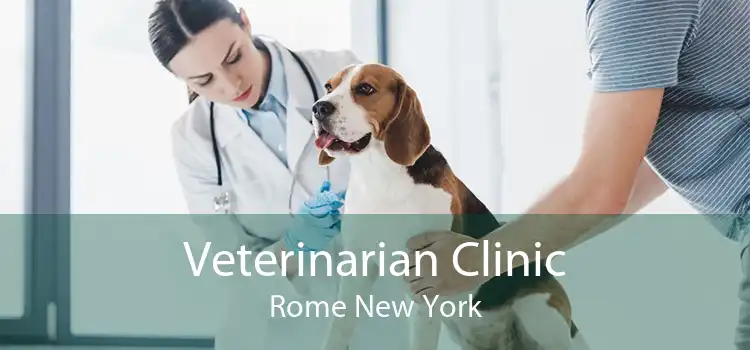 Veterinarian Clinic Rome New York