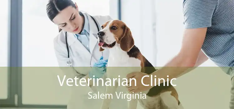 Veterinarian Clinic Salem Virginia