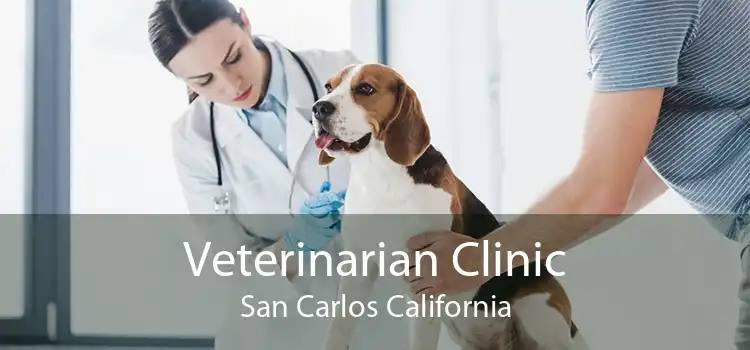 Veterinarian Clinic San Carlos California