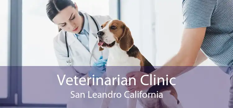 Veterinarian Clinic San Leandro California
