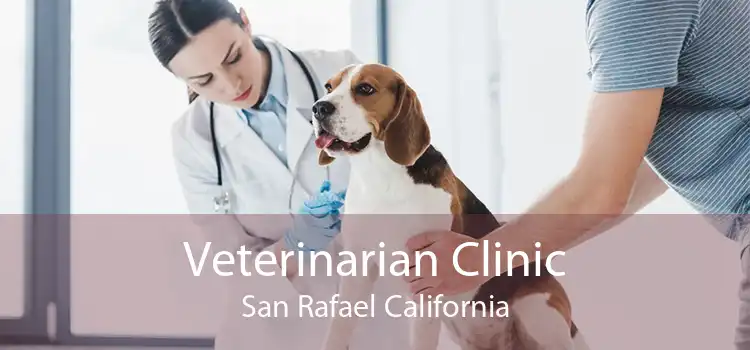 Veterinarian Clinic San Rafael California