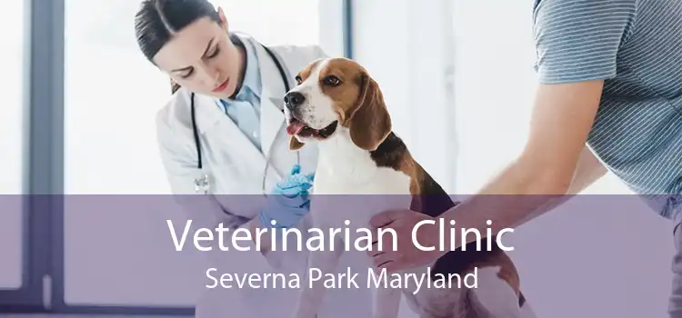 Veterinarian Clinic Severna Park Maryland