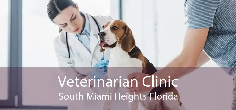 Veterinarian Clinic South Miami Heights Florida