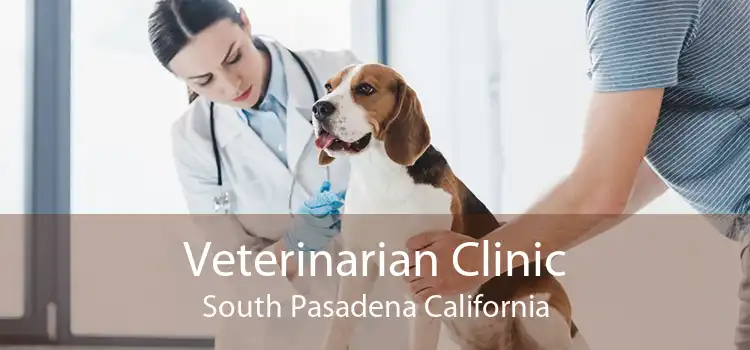 Veterinarian Clinic South Pasadena California