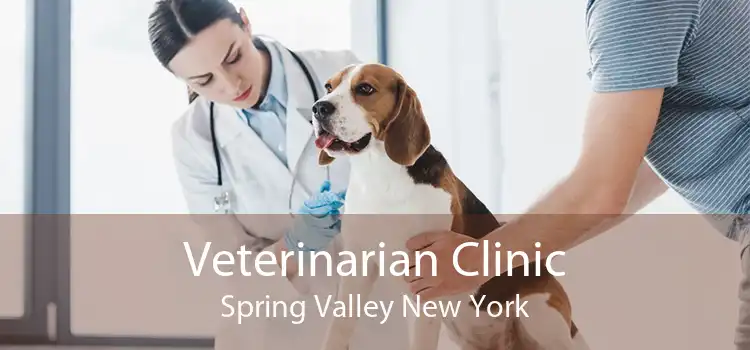 Veterinarian Clinic Spring Valley New York