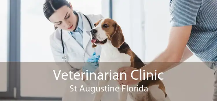 Veterinarian Clinic St Augustine Florida
