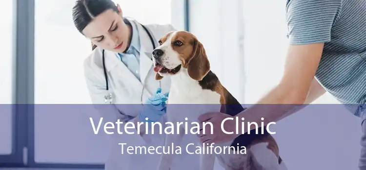 Veterinarian Clinic Temecula California