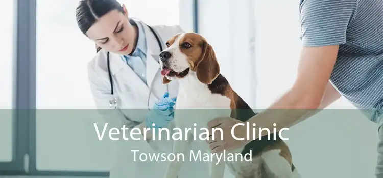 Veterinarian Clinic Towson Maryland