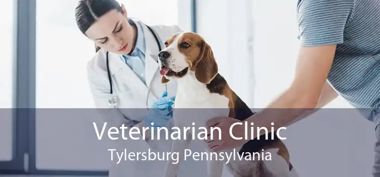 Veterinarian Clinic Tylersburg Pennsylvania
