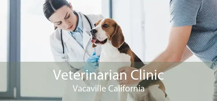 Veterinarian Clinic Vacaville California