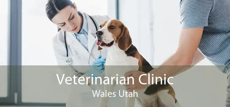Veterinarian Clinic Wales Utah