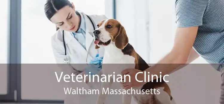 Veterinarian Clinic Waltham Massachusetts