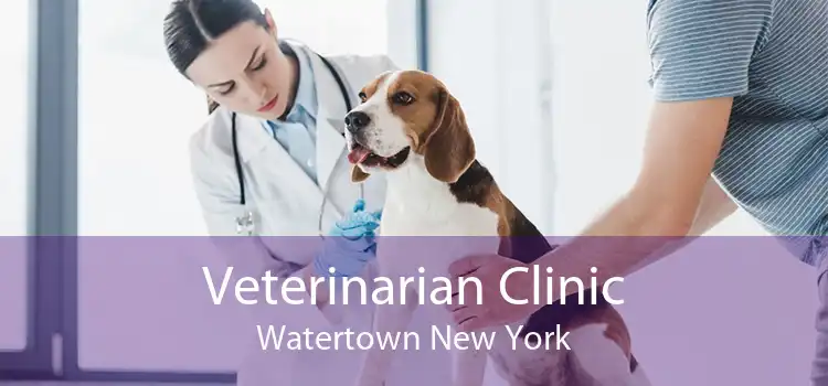 Veterinarian Clinic Watertown New York