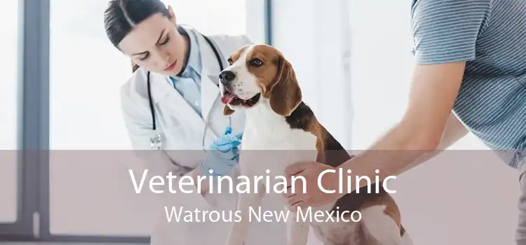 Veterinarian Clinic Watrous New Mexico