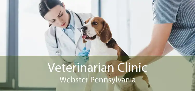 Veterinarian Clinic Webster Pennsylvania